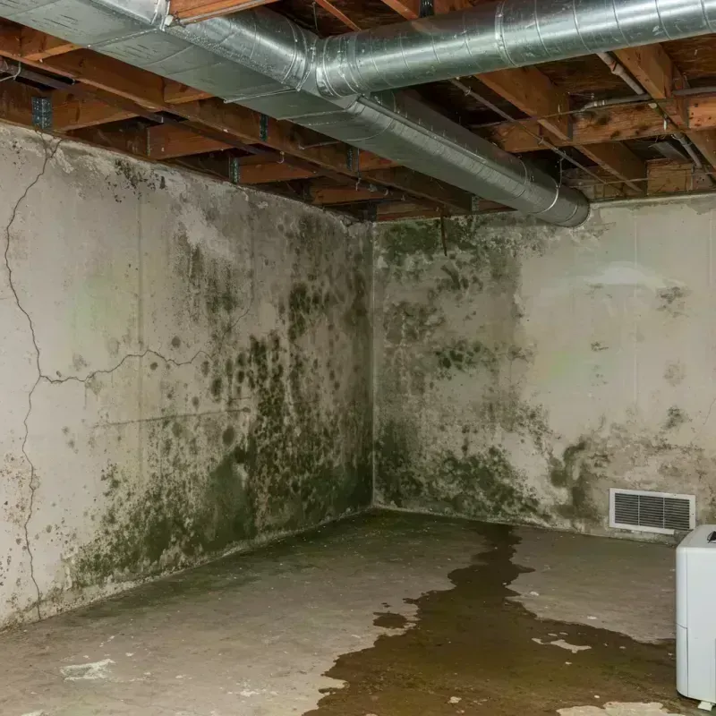 Professional Mold Removal in Rome, IL